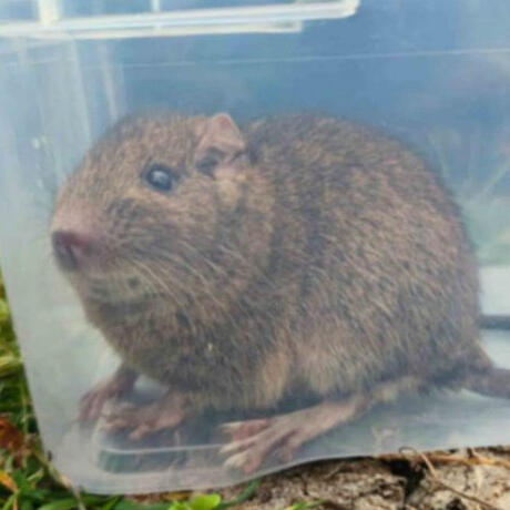 Isla Mocha Degu Octodon pacificus