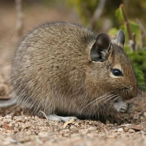 Common Degu Octodon degus