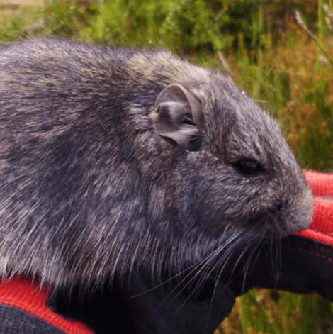 Ricardo Ojeda's Degu Octodon ricardojeda