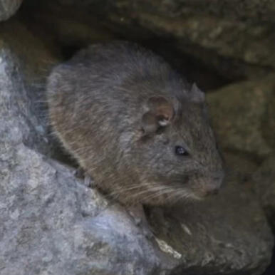 Moon-Toothed Degu Octodon lunatus