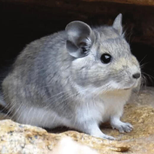 Mountain Degu Octodontomys gliroides
